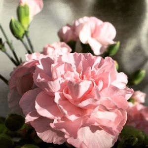 Meet your Posher, Hanna